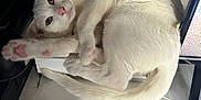 Einstein a rejoint le concours — aidez-le/la à gagner de superbes lots ! animal, cable, cat, computer_monitor, curled_up, cute, desk, feline, fur, home, indoor, looking_at_camera, paw, pet, pink_paw, relaxed, resting, tail, whiskers, white_cat