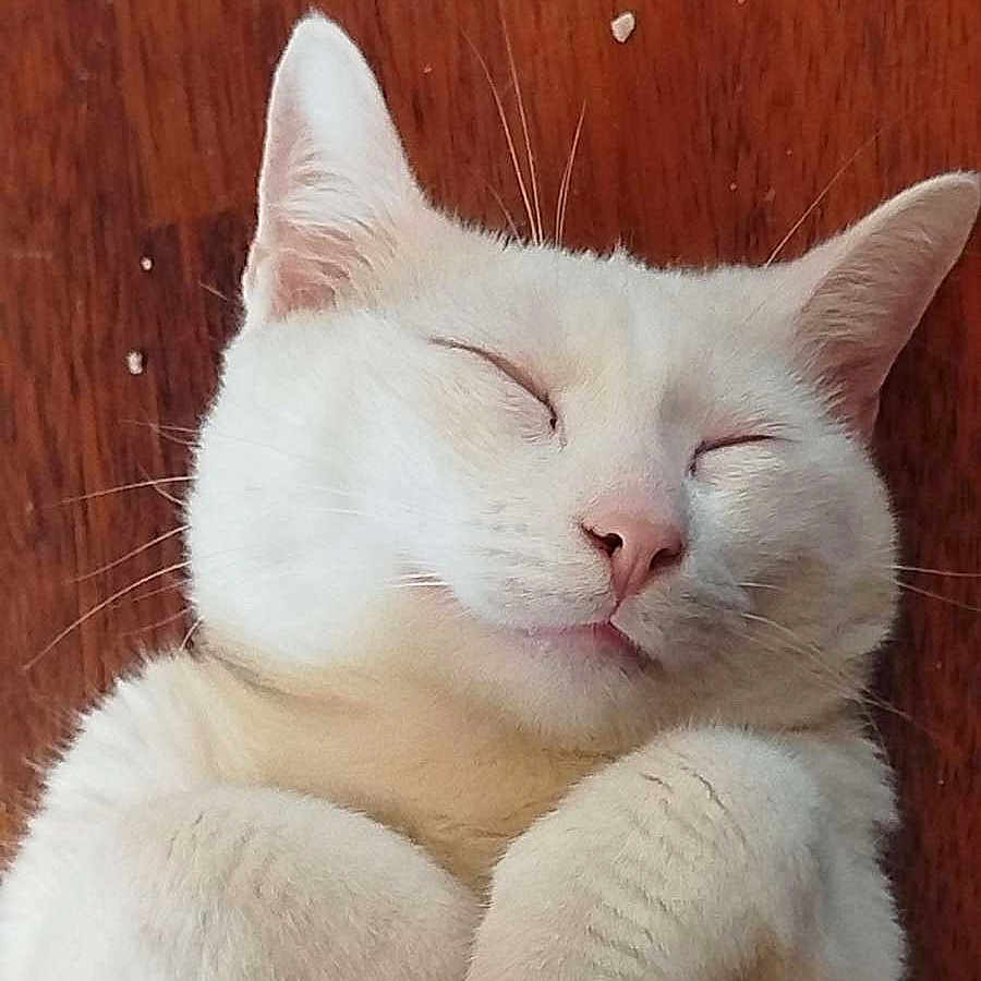 Einstein participe au concours pour gagner de l'argent avec cette photo : adorable, animal, cat, closeup, cute, domestic_cat, feline, fluffy, indoor, nap, paws, peaceful, pet, relaxed, resting, sleeping, soft, whiskers, white_cat, wooden_floor