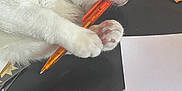 Einstein a rejoint le concours — aidez-le/la à gagner de superbes lots ! cat, white_cat, pen, desk, paper, orange_pen, claw, paw, writing_instrument, animal, pet, indoor, curious, playful, stationery, table, closeup, feline, clutching, nibbling