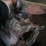 Dixie Mae is registered to the contest to win money with this photo: dog, sleeping, tattoo, arm, bowl, food, furry, pet, indoor, resting, cozy, closeup, animal, companion, relaxing, cute, domestic, fur, snuggle, couch