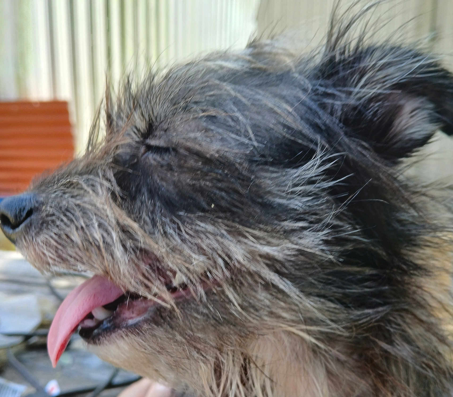 Dixie Mae joined the competition — help win amazing prizes! dog, tongue_out, close_up, side_profile, scruffy, fur, outdoor, pet, canine, animal, happy, relaxed, portrait, blurred_background, snout, whiskers, ears, muzzle, tongue, eyes_closed