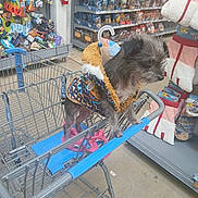 Dixie Mae is registered to the contest to win money with this photo: dog, shopping_cart, pet_store, fleece_jacket, pet_supplies, toy, blanket, aisle, floor, shelf, leash, small_dog, curious, indoor, store, shopping, animal, pets, retail, clothing
