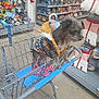 dog, shopping_cart, pet_store, fleece_jacket, pet_supplies, toy, blanket, aisle, floor, shelf, leash, small_dog, curious, indoor, store, shopping, animal, pets, retail, clothing