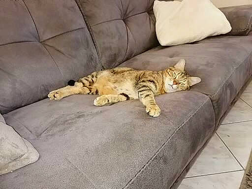 Choupinette participe au concours pour gagner de l'argent avec cette photo : bedding, carnivore, cat, comfort, companion_dog, couch, domestic_short_haired_cat, fawn, felidae, flooring, fur, furniture, hardwood, linens, room, small_to_medium_sized_cats, studio_couch, tail, whiskers, wood