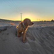Koji is registered to the contest to win money with this photo: dog, golden_retriever, sand, sunset, silhouette, outdoor, animal, desert, nature, pet, landscape, sky, sun, light, quiet, peaceful, collar, earth, brown, mammal