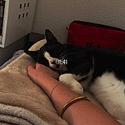 Mila participe au concours pour gagner de l'argent avec cette photo : animal, bedroom, black_and_white, blanket, bookshelf, bracelet, cat, cozy, fluffy, human_arm, indoors, nap, paws, pet, relaxed, resting, sleeping, timestamp, tuxedo_cat, whiskers