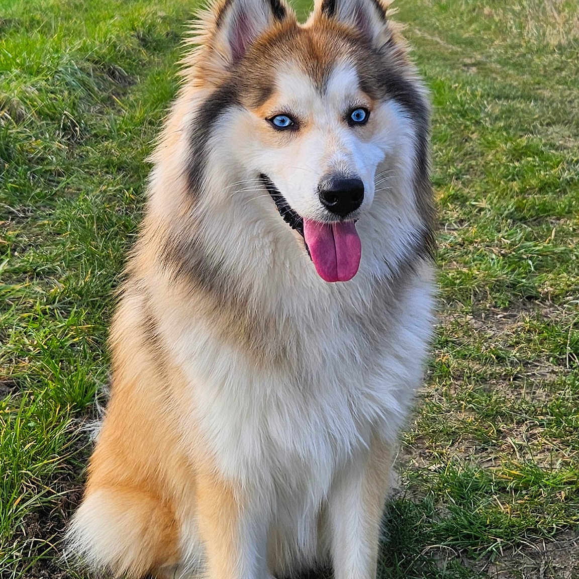 Snow participe au concours pour gagner de l'argent avec cette photo : animal, blue_eyes, canine, daylight, dog, ears_up, field, fluffy, fur, grass, happy, landscape, muzzle, nature, outdoor, path, pet, rural, sitting, tongue_out
