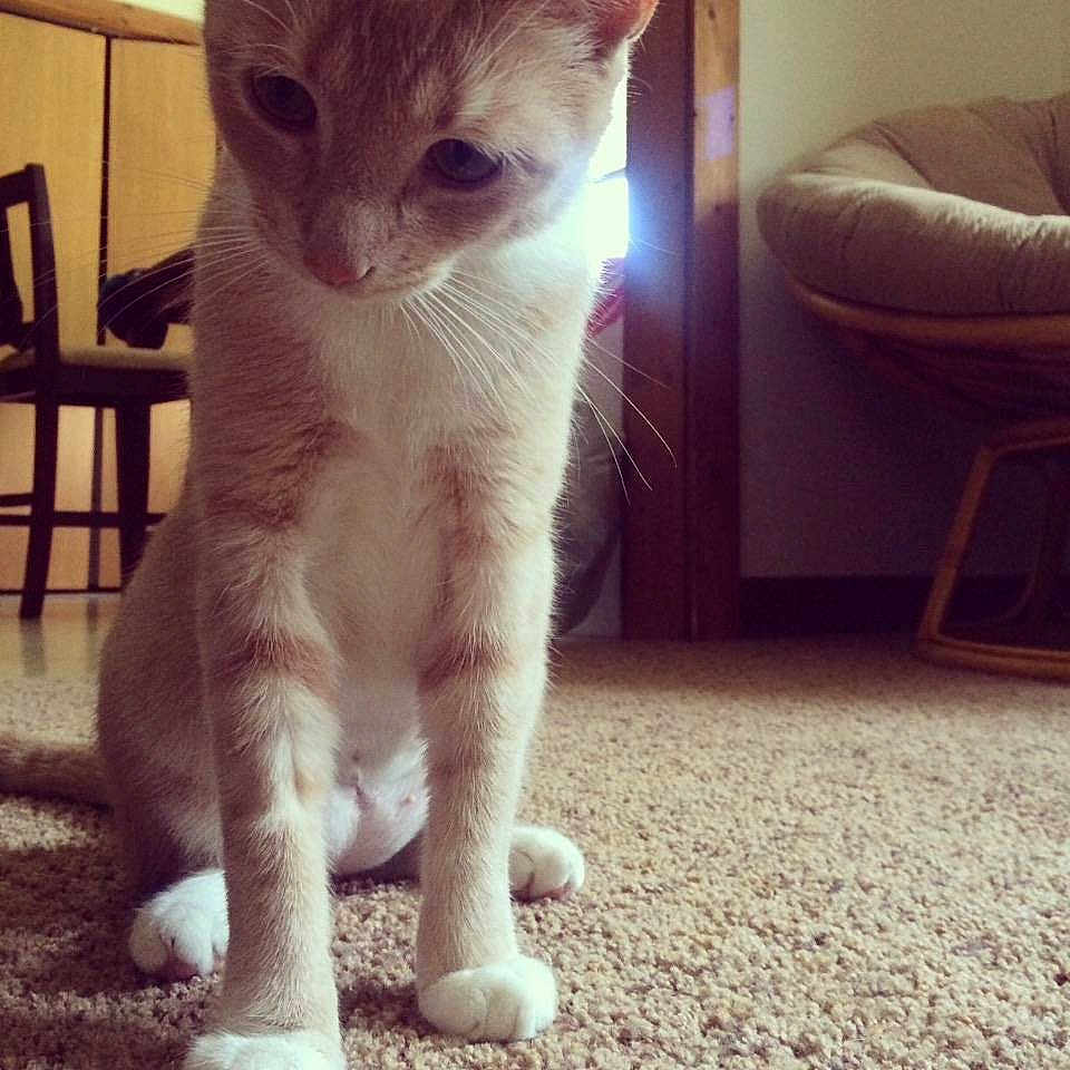 Nala joined the competition — help win amazing prizes!