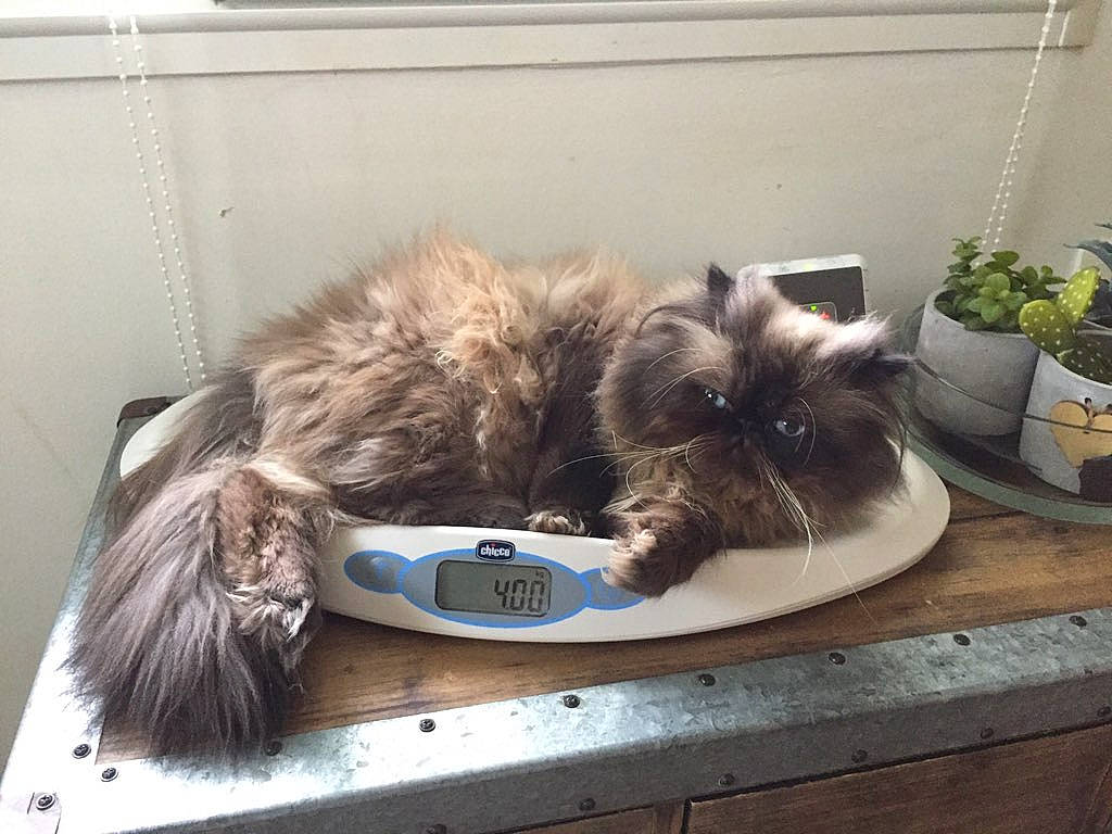 Newky a rejoint le concours — aidez-le/la à gagner de superbes lots ! british_longhair, british_semi_longhair, carnivore, cat, domestic_long_haired_cat, felidae, fur, kitten, maine_coon, nebelung, norwegian_forest_cat, persian, ragamuffin, siberian, small_to_medium_sized_cats, whiskers