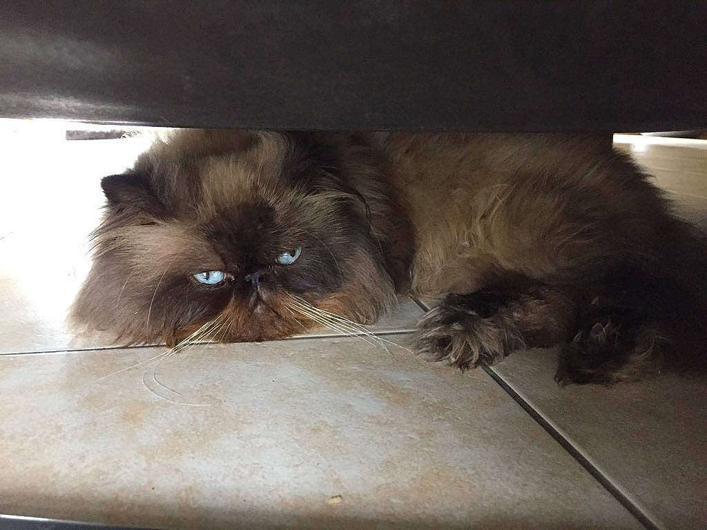 Newky a rejoint le concours — aidez-le/la à gagner de superbes lots ! british_longhair, carnivore, cat, domestic_long_haired_cat, eye, fawn, felidae, fur, himalayan, kitten, liver, mammal, persian, skin, sky, small_to_medium_sized_cats, whiskers