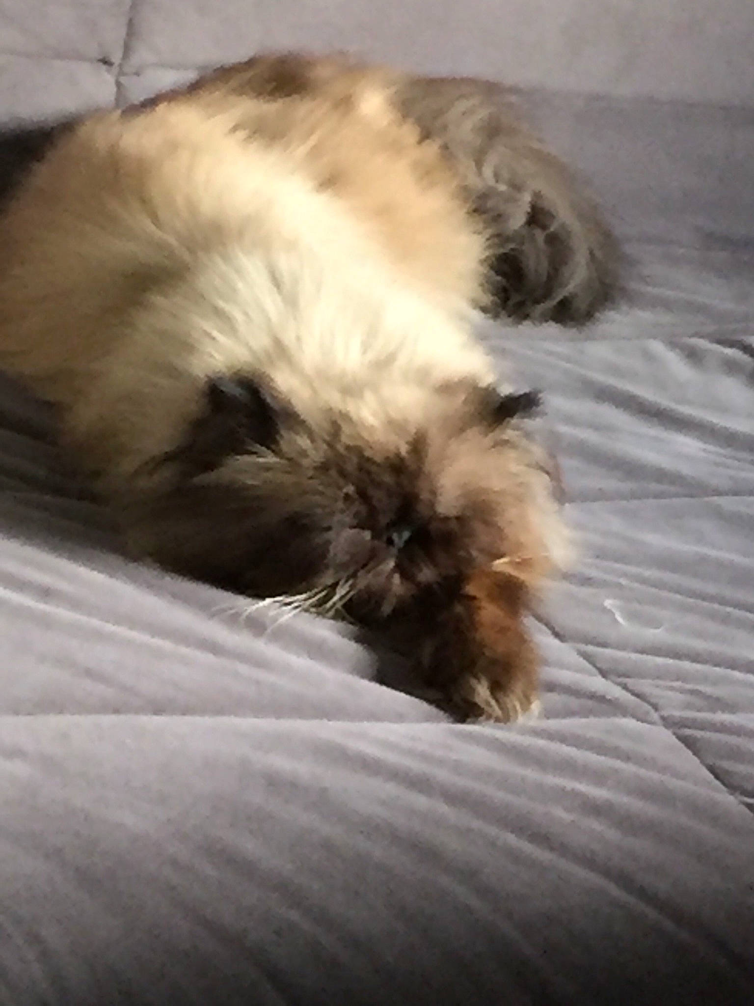 Newky a rejoint le concours — aidez-le/la à gagner de superbes lots ! cairn_terrier, canidae, carnivore, chinese_imperial_dog, companion_dog, dog, dog_breed, ear, fur, glen_of_imaal_terrier, guinea_pig, irish_soft_coated_wheaten_terrier, lhasa_apso, mammal, puppy, schnoodle, shih_tzu, tibetan_terrier, toy_dog