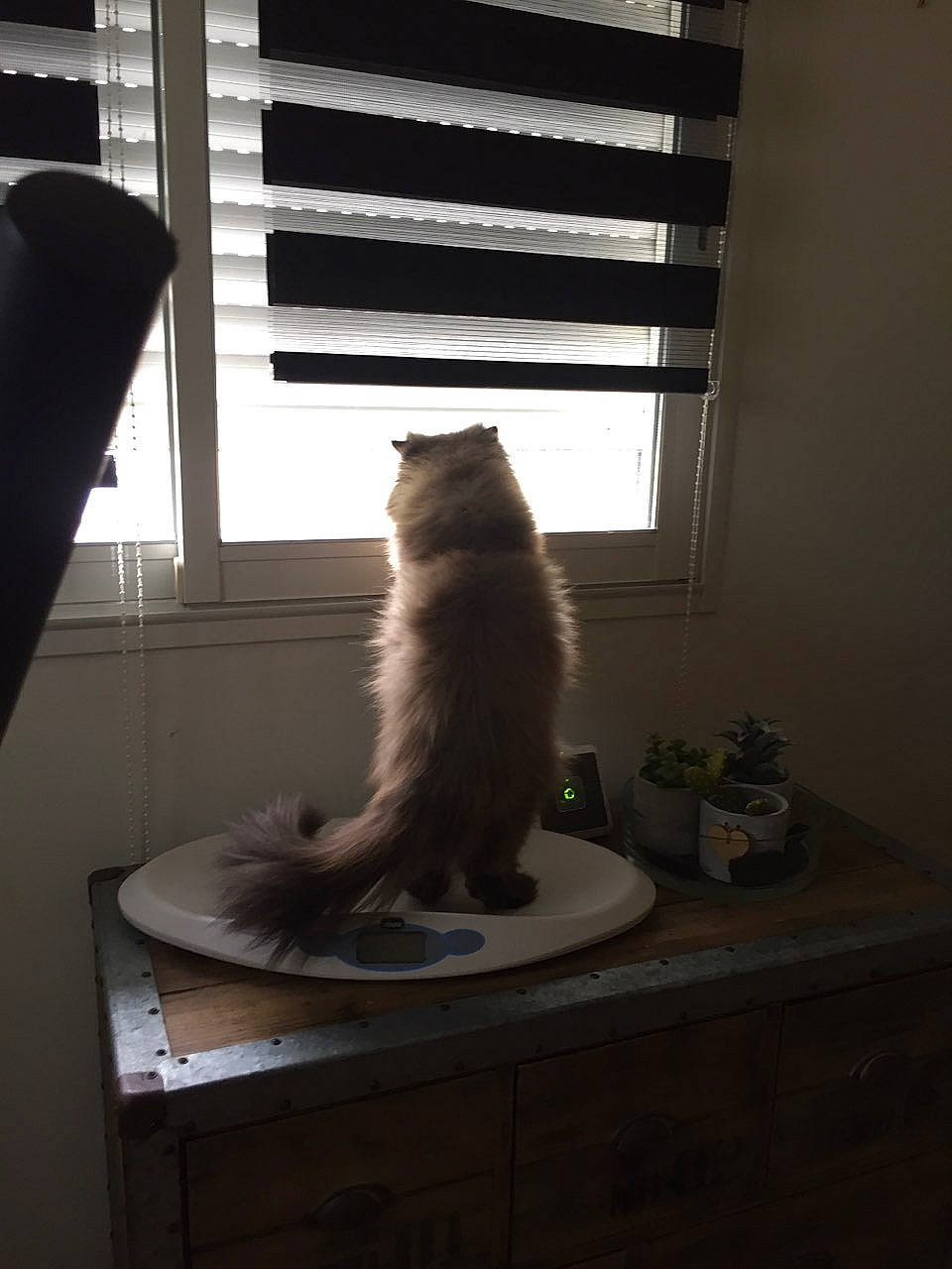 Newky a rejoint le concours — aidez-le/la à gagner de superbes lots ! american_curl, carnivore, cat, domestic_long_haired_cat, felidae, fur, interior_design, light, maine_coon, norwegian_forest_cat, ragamuffin, ragdoll, room, small_to_medium_sized_cats, sunlight, tail, turkish_angora, turkish_van, whiskers, window