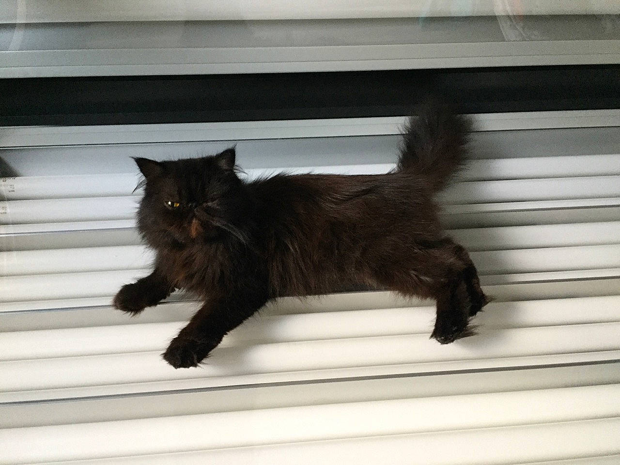 Opium a rejoint le concours — aidez-le/la à gagner de superbes lots ! asian, black_cat, carnivore, cat, domestic_long_haired_cat, domestic_short_haired_cat, felidae, havana_brown, nebelung, small_to_medium_sized_cats, tail, whiskers, window