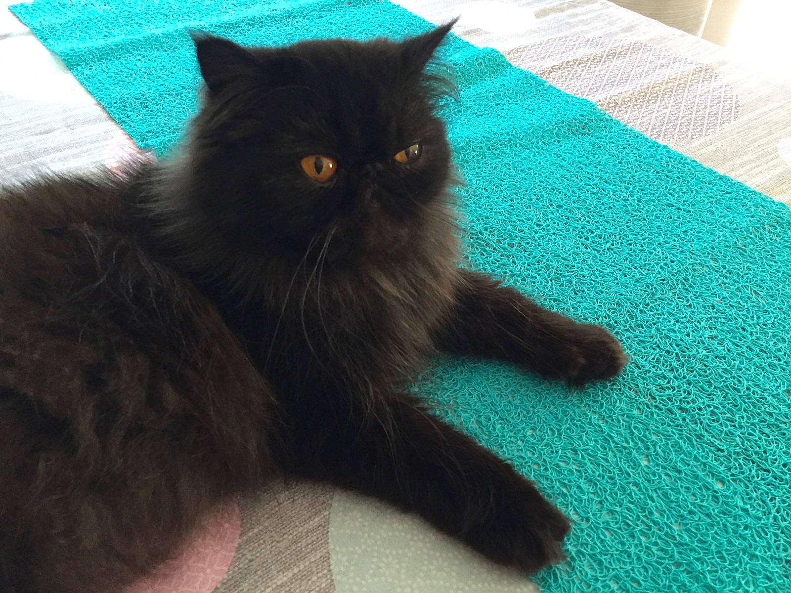 Opium a rejoint le concours — aidez-le/la à gagner de superbes lots ! asian, asian_semi_longhair, black_cat, british_longhair, british_semi_longhair, british_shorthair, carnivore, cat, domestic_long_haired_cat, fawn, felidae, fur, kitten, mammal, persian, small_to_medium_sized_cats, tail, vertebrate, whiskers