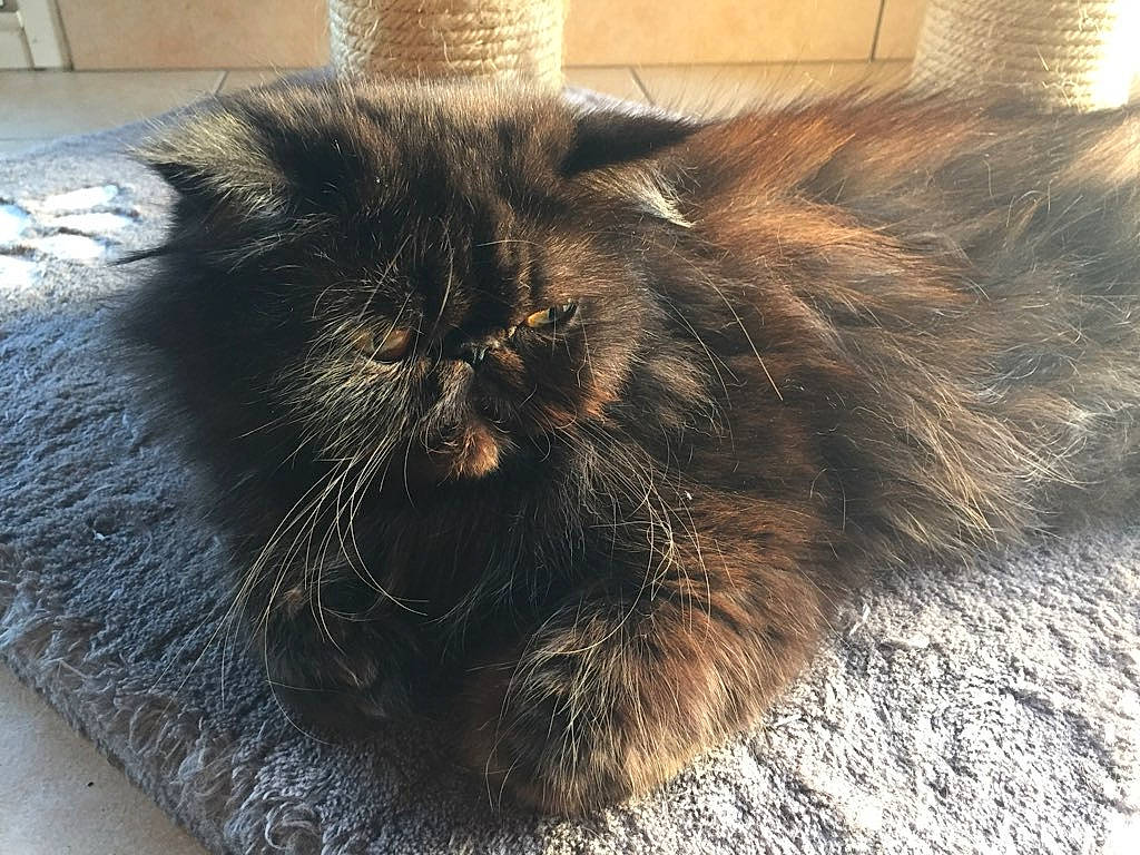 Opium a rejoint le concours — aidez-le/la à gagner de superbes lots ! asian_semi_longhair, british_longhair, british_semi_longhair, carnivore, cat, domestic_long_haired_cat, fawn, felidae, fur, maine_coon, mammal, norwegian_forest_cat, persian, small_to_medium_sized_cats, snout, tail, whiskers