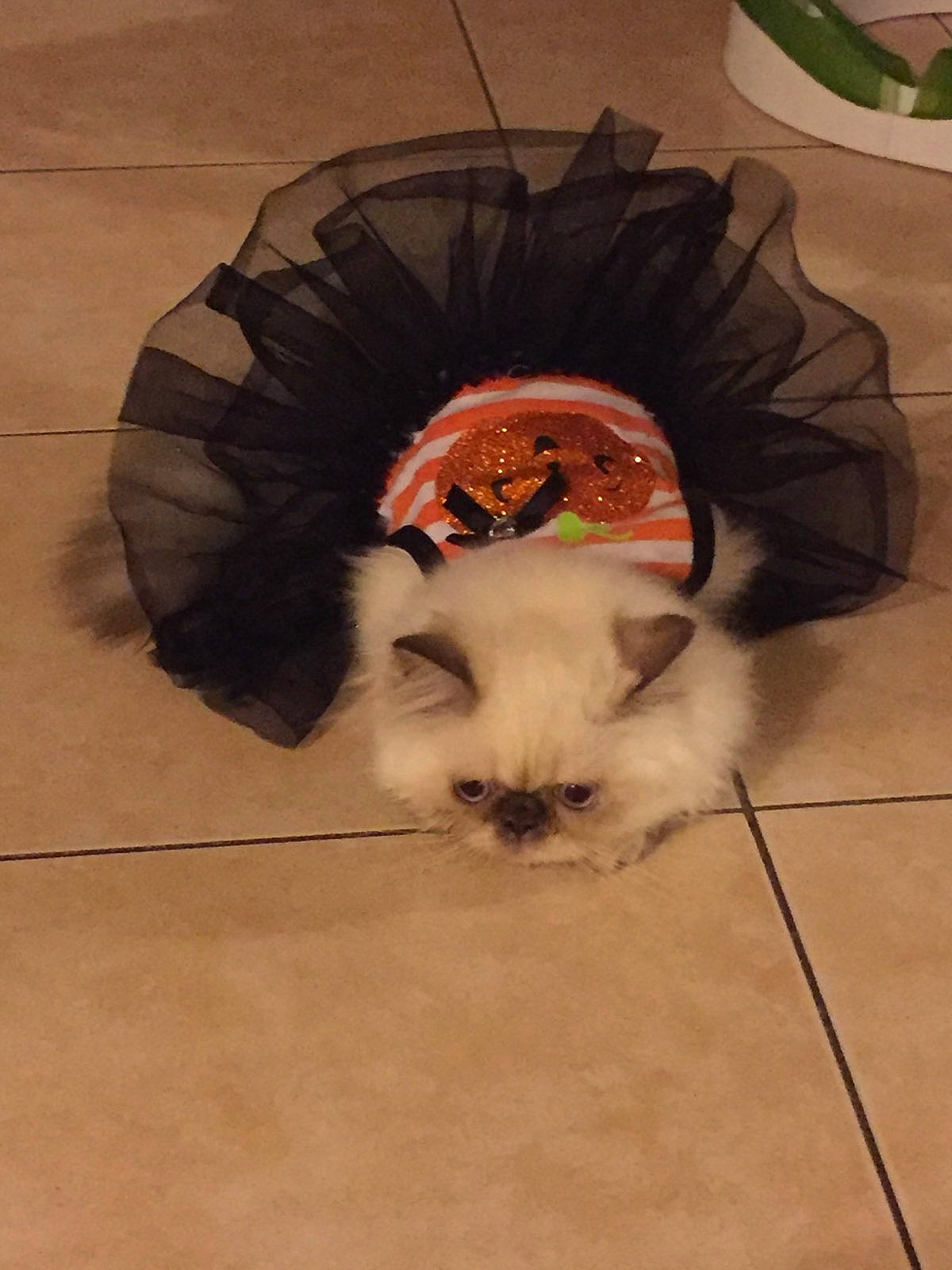 Roxy participe au concours pour gagner de l'argent avec cette photo : carnivore, cat, fawn, felidae, flooring, fur, head, headgear, headpiece, kitten, persian, small_to_medium_sized_cats, snout, tail, whiskers