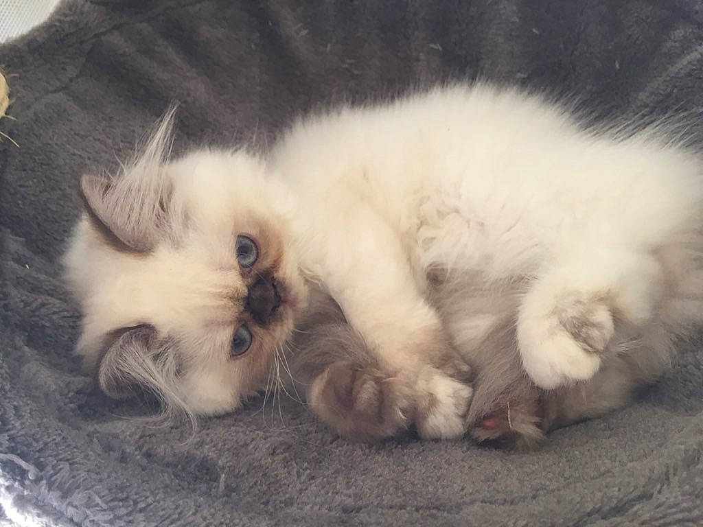 Roxy participe au concours pour gagner de l'argent avec cette photo : birman, british_longhair, british_semi_longhair, carnivore, cat, claw, domestic_long_haired_cat, fawn, felidae, fur, himalayan, kitten, mammal, paw, polydactyl_cat, ragamuffin, ragdoll, skin, small_to_medium_sized_cats, whiskers