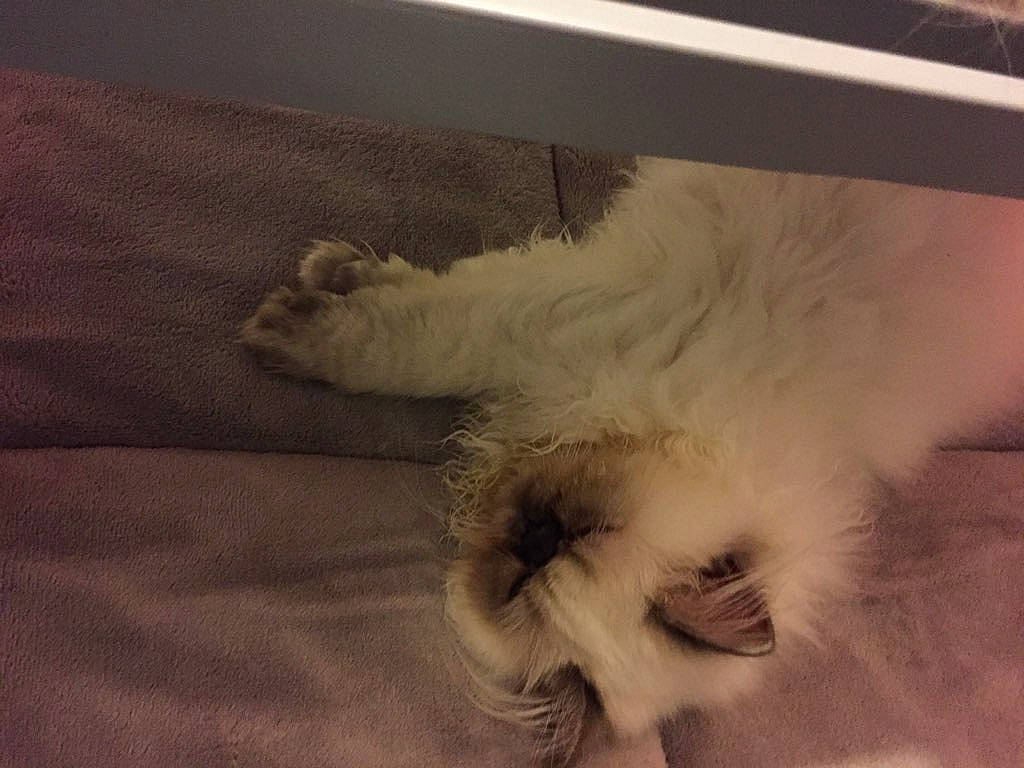 Roxy participe au concours pour gagner de l'argent avec cette photo : canidae, carnivore, cat, companion_dog, dog_breed, fawn, felidae, fur, paw, persian, puppy, ragdoll, small_to_medium_sized_cats, tail, whiskers