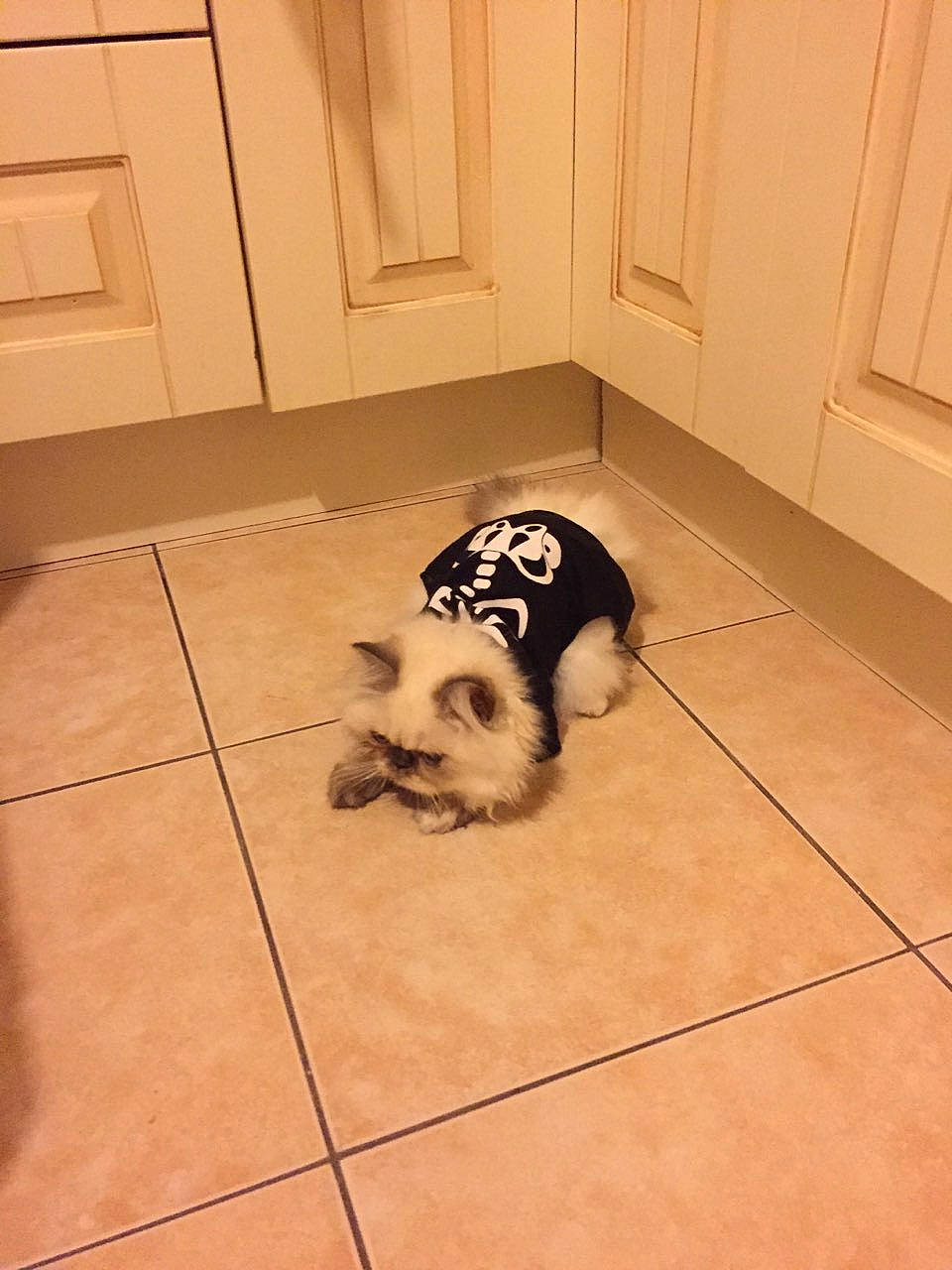 Roxy participe au concours pour gagner de l'argent avec cette photo : canidae, carnivore, companion_dog, dog, dog_breed, floor, flooring, hardwood, non_sporting_group, puppy, shih_tzu, tile, toy_dog