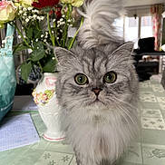 Théa a rejoint le concours — aidez-le/la à gagner de superbes lots ! cat, gray_cat, fluffy, green_eyes, tablecloth, flowers, vase, indoor, pet, animal, curious, closeup, face, tail, feline, home, living_room, plant, decor, cute