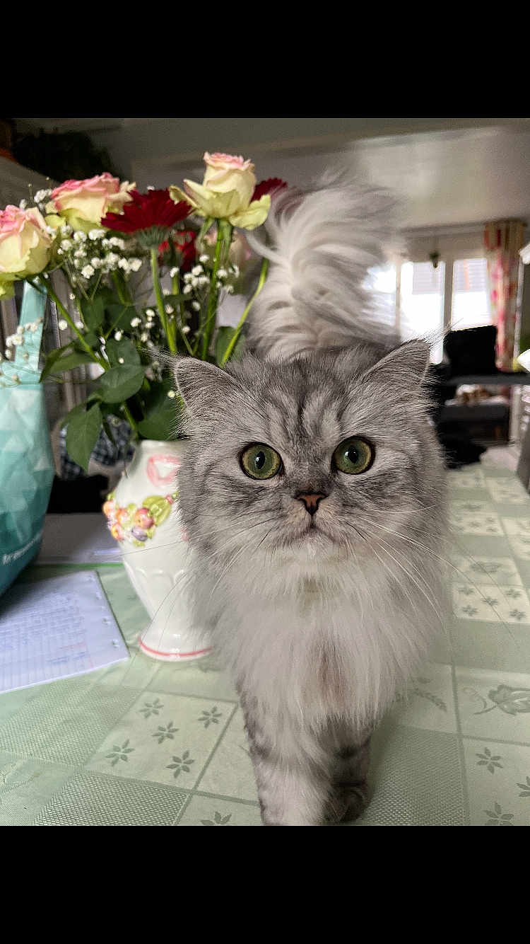 Théa