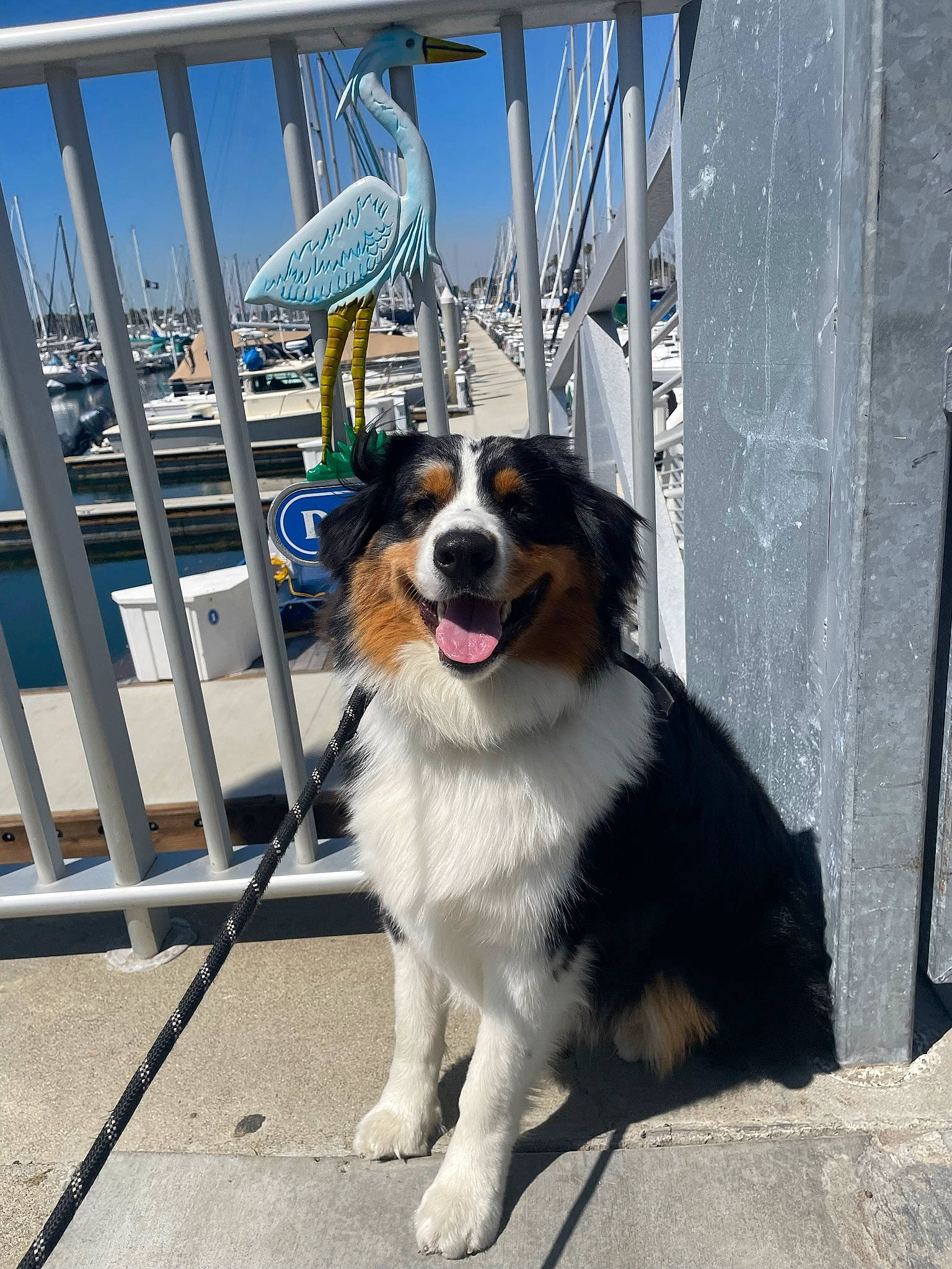 Herbie is registered to the contest to win money with this photo: border_collie, carnivore, collar, companion_dog, dog, dog_breed, door, fence, fur, handrail, herding_dog, sky, sporting_group, sports_equipment, street, terrestrial_animal, whiskers, winter, working_animal, working_dog