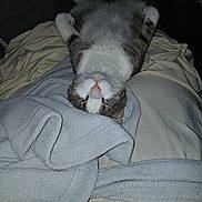 Feisty is registered to the contest to win money with this photo: cat, tuxedo_cat, sleeping, upside_down, indoors, bed, blanket, bedding, gray_blanket, white_blanket, pink_nose, paws_up, relaxed, cute, furry, pet, nap, bedroom, close_up, flash_photography