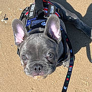 Vader joined the competition — help win amazing prizes! dog, french_bulldog, puppy, harness, leash, sand, outdoor, pet, animal, ears, shadow, closeup, cute, looking_up, sunlight, playful, young, walking, companion, friendly