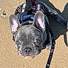 animal, closeup, companion, cute, dog, ears, french_bulldog, friendly, harness, leash, looking_up, outdoor, pet, playful, puppy, sand, shadow, sunlight, walking, young