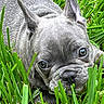 Vader is registered to the contest to win money with this photo: dog, french_bulldog, puppy, grass, greenery, close_up, outdoor, pet, animal, cute, laying_down, ears, snout, eyes, nature, summer, young, fur, muzzle, relaxed