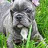 Vader is registered to the contest to win money with this photo: dog, french_bulldog, puppy, grass, outdoor, pet, animal, ears, face, fur, nature, closeup, cute, mammal, young, adorable, portrait, laying_down, eyes, snout