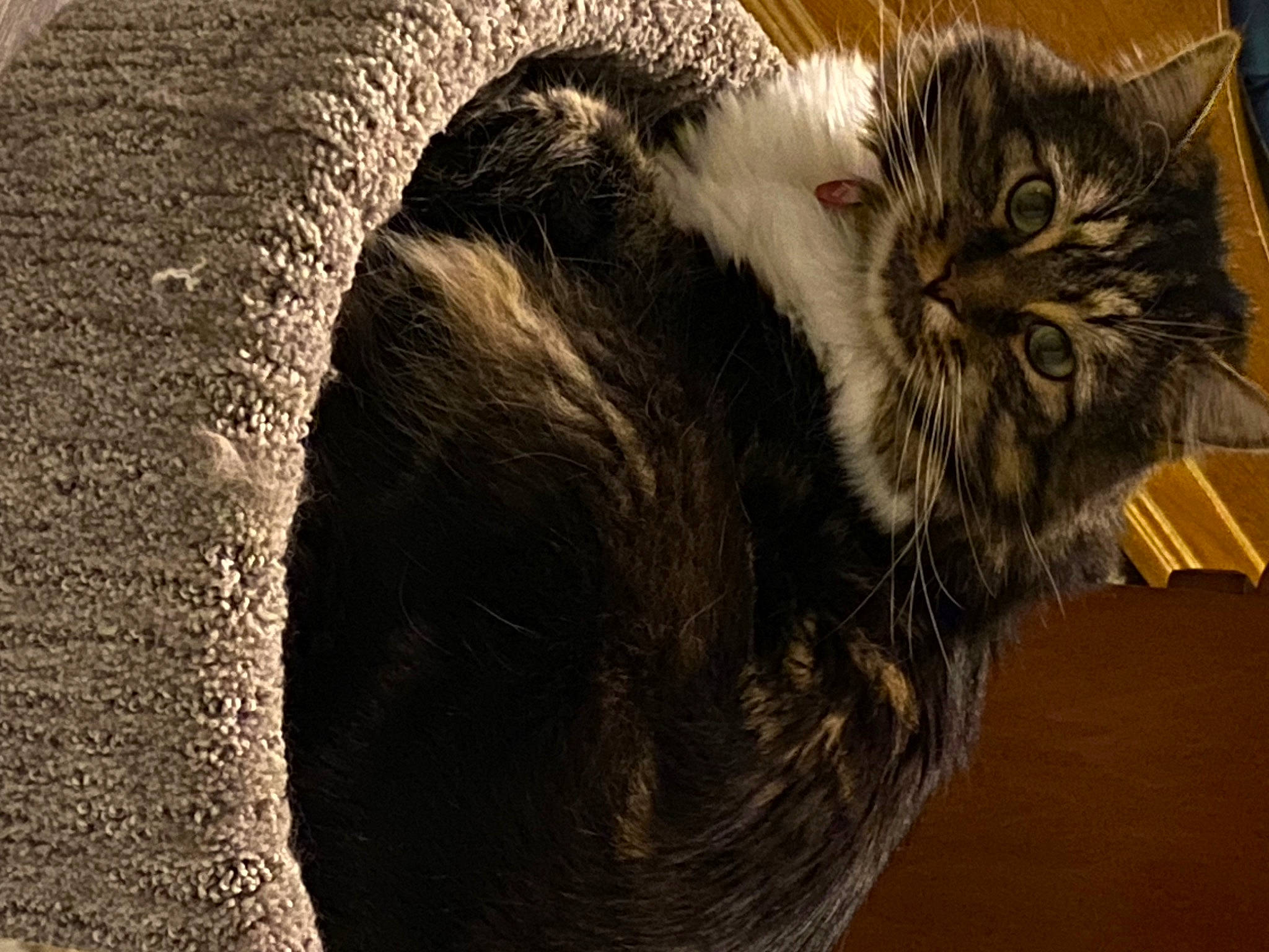 Jackson joined the competition — help win amazing prizes! carnivore, cat, claw, domestic_short_haired_cat, felidae, fur, maine_coon, paw, small_to_medium_sized_cats, snout, tail, terrestrial_animal, whiskers, wildlife, wood