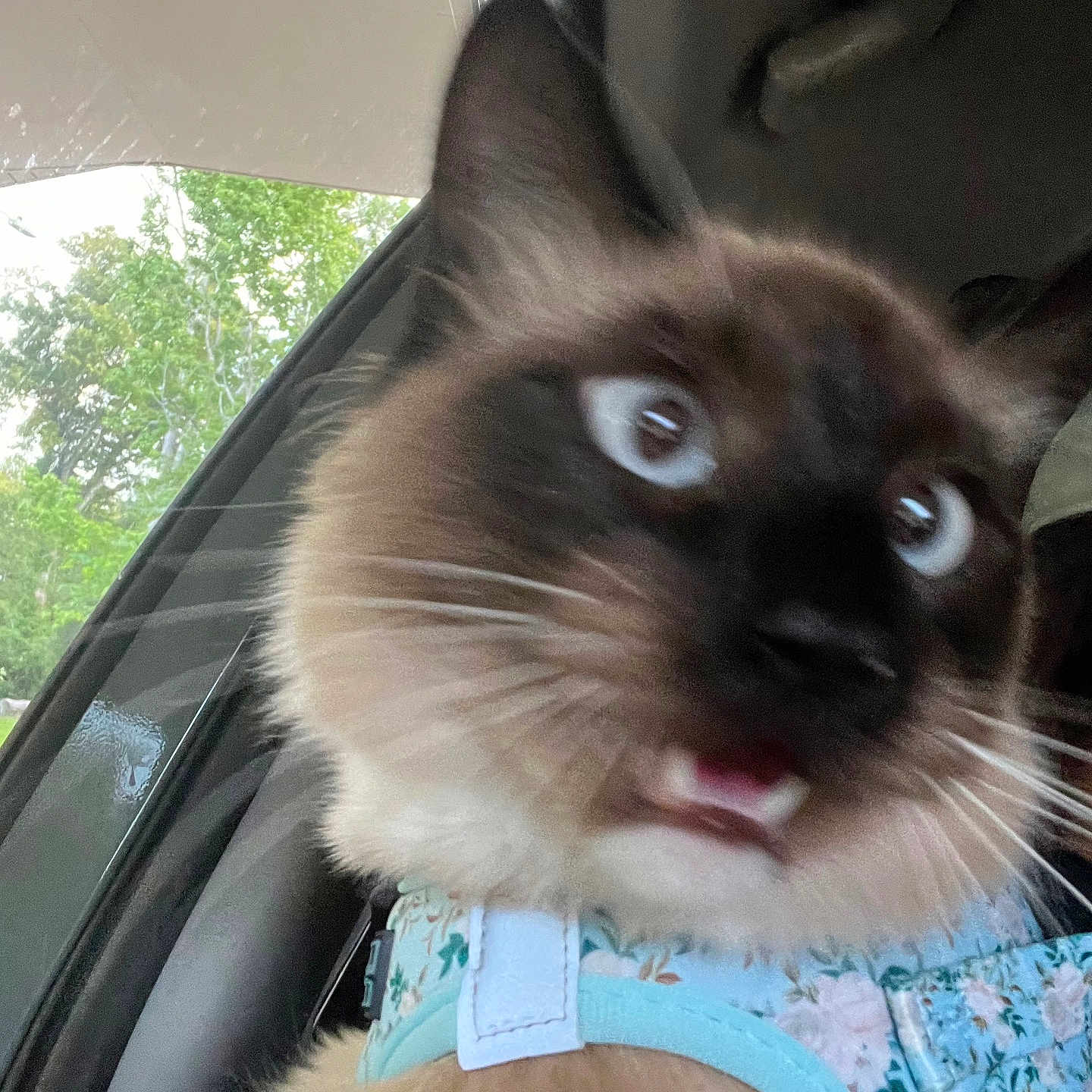 Miumiu joined the competition — help win amazing prizes! animal, bodypart, canine, car, cat, cushion, dog, face, head, kitten, mouth, person, pet, photography, portrait, selfie, siamese, tongue, transportation, vehicle