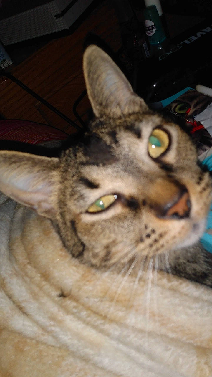 Monty joined the competition — help win amazing prizes! carnivore, cat, domestic_short_haired_cat, felidae, fur, small_to_medium_sized_cats, terrestrial_animal, tree, whiskers, wildlife, wood