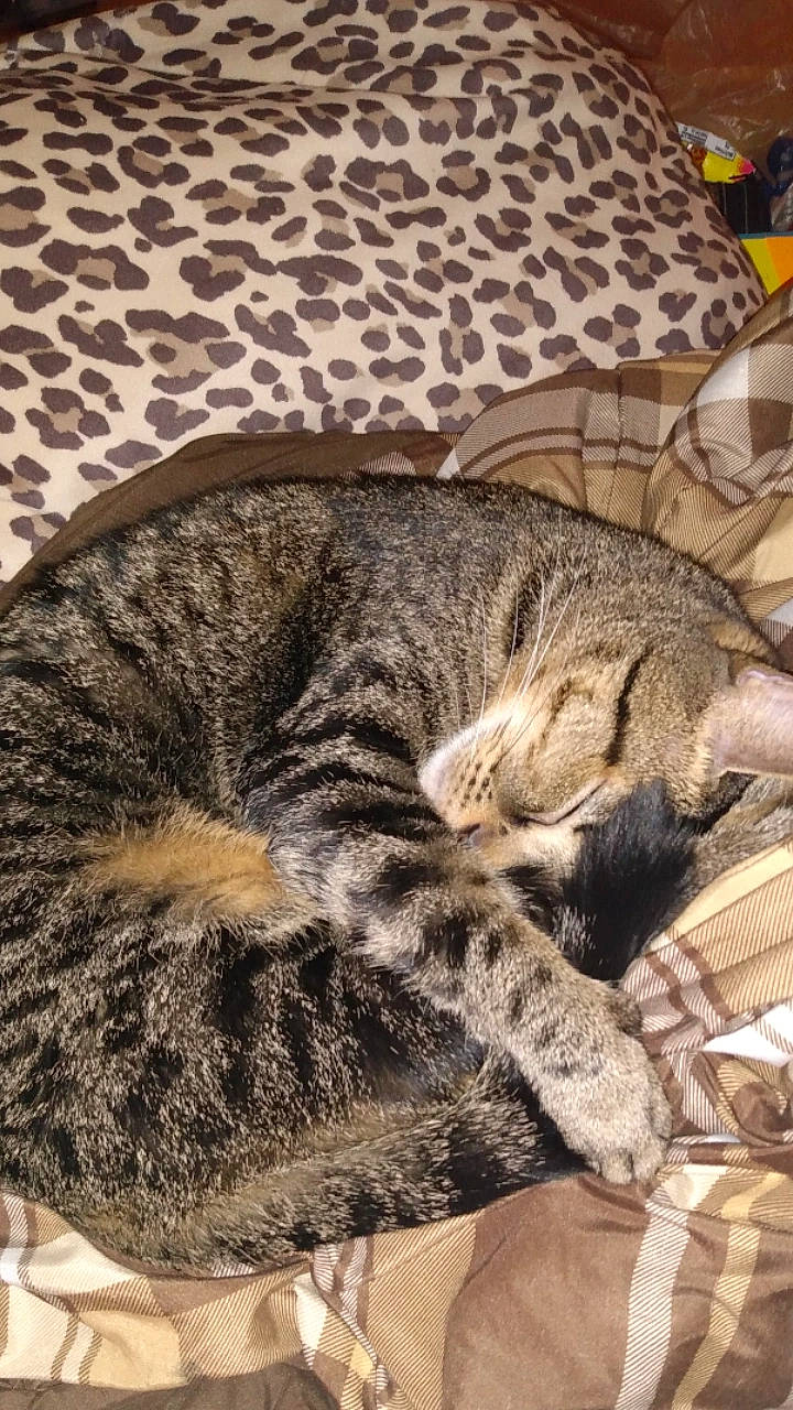 Monty is registered to the contest to win money with this photo: carnivore, cat, claw, comfort, domestic_short_haired_cat, felidae, fur, grey, nap, pattern, paw, sleep, small_to_medium_sized_cats, snout, tail, terrestrial_animal, whiskers, wildlife