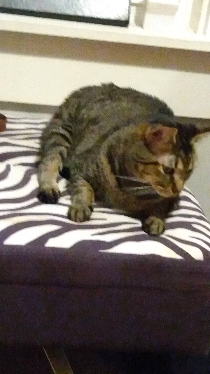 Monty is registered to the contest to win money with this photo: carnivore, cat, comfort, domestic_short_haired_cat, felidae, fur, nap, paw, small_to_medium_sized_cats, snout, tail, terrestrial_animal, whiskers