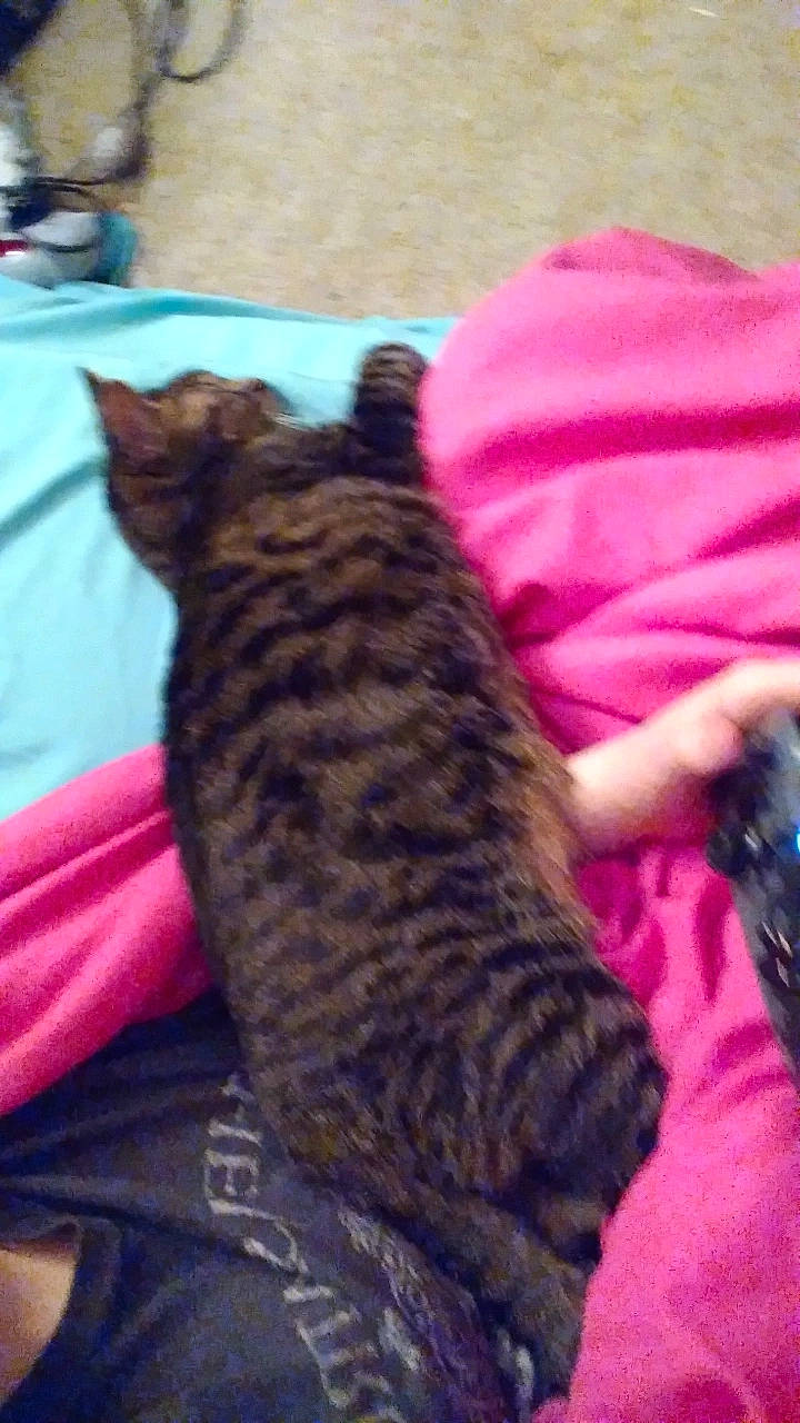 Monty is registered to the contest to win money with this photo: bed, canidae, carnivore, cat, claw, comfort, dog_breed, domestic_short_haired_cat, felidae, fur, human_leg, linens, magenta, nap, pattern, paw, small_to_medium_sized_cats, snout, tail, whiskers