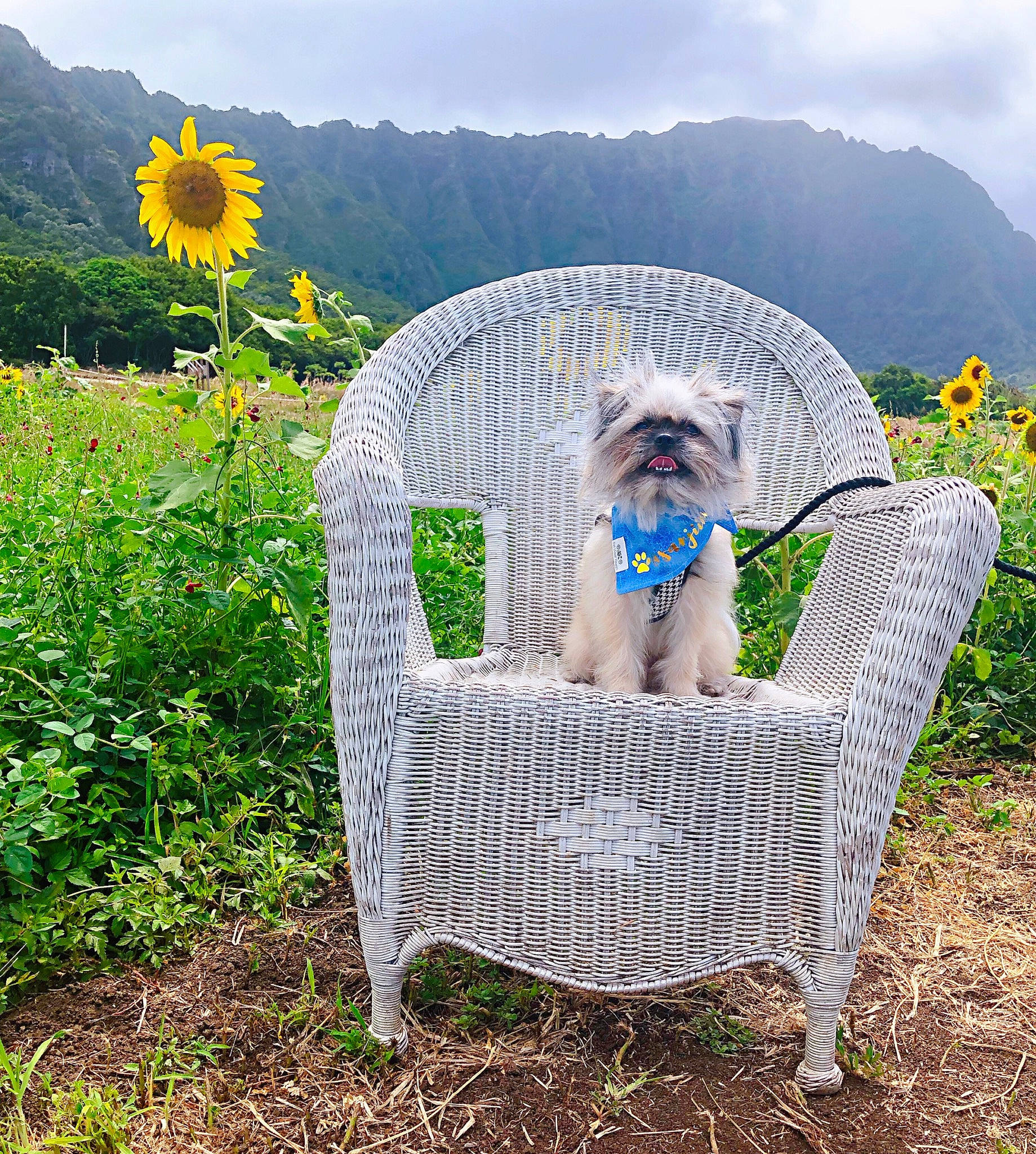 Sanji joined the competition — help win amazing prizes! botany, carnivore, chair, cloud, comfort, companion_dog, dog, dog_breed, flower, furniture, grass, grass_family, groundcover, leisure, mountain, natural_landscape, outdoor_furniture, plant, sky, tree