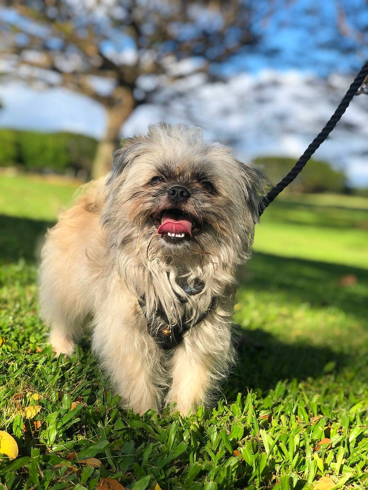 Sanji is registered to the contest to win money with this photo: carnivore, companion_dog, dog, dog_breed, fur, grass, groundcover, liver, mal_shi, plant, shih_tzu, sky, small_terrier, snout, sporting_group, terrestrial_animal, terrier, toy_dog, tree, working_animal