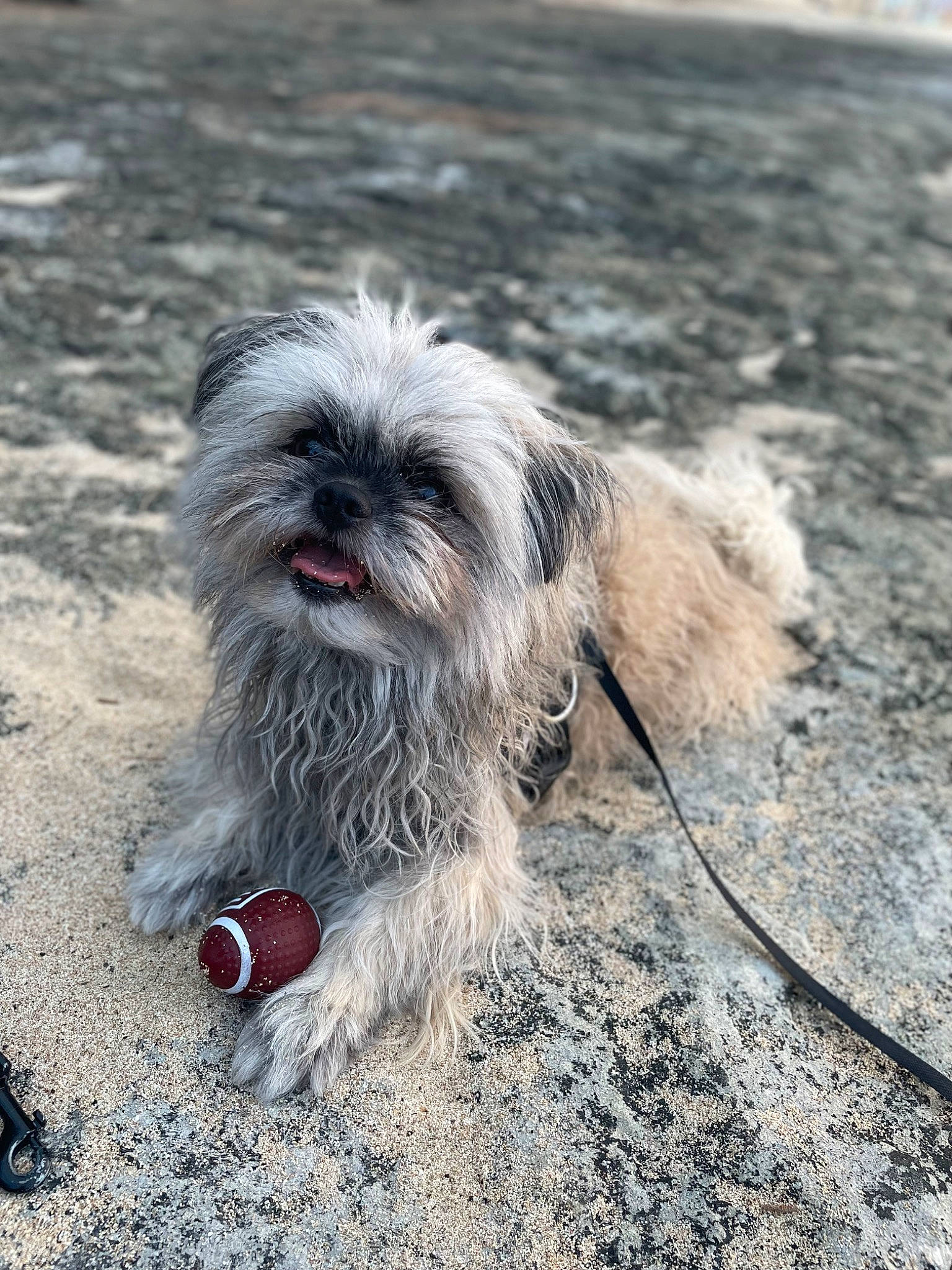 Sanji is registered to the contest to win money with this photo: canidae, carnivore, companion_dog, dog, dog_breed, dog_supply, fur, liver, mal_shi, maltepoo, shih_poo, shih_tzu, small_terrier, snout, soil, sporting_group, terrestrial_animal, terrier, toy_dog, working_animal