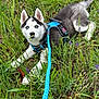 Shadow a rejoint le concours — aidez-le/la à gagner de superbes lots ! dog, puppy, husky, blue_eyes, leash, harness, grass, flower, outdoor, nature, greenery, pet, animal, cute, young, lying_down, playful, fur, canine, spring