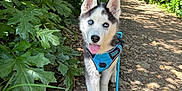 Shadow a rejoint le concours — aidez-le/la à gagner de superbes lots ! dog, puppy, siberian_husky, blue_eyes, harness, leash, forest, path, greenery, sunlight, outdoor, nature, happy, tongue_out, walking, pet, canine, leafy, shaded, animal