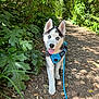 dog, puppy, siberian_husky, blue_eyes, harness, leash, forest, path, greenery, sunlight, outdoor, nature, happy, tongue_out, walking, pet, canine, leafy, shaded, animal