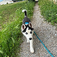 Shadow a rejoint le concours — aidez-le/la à gagner de superbes lots ! dog, puppy, husky, blue_eyes, leash, gravel_path, greenery, wildflowers, stone_wall, outdoor, nature, walking, canine, young_dog, curious, sunlight, daytime, animal, pet, portrait