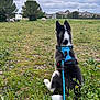 Shadow a rejoint le concours — aidez-le/la à gagner de superbes lots ! dog, harness, leash, grass, field, horse, animal, outdoor, nature, sky, cloudy, tree, plant, greenery, rural, pet, sitting, back_view, fence, village