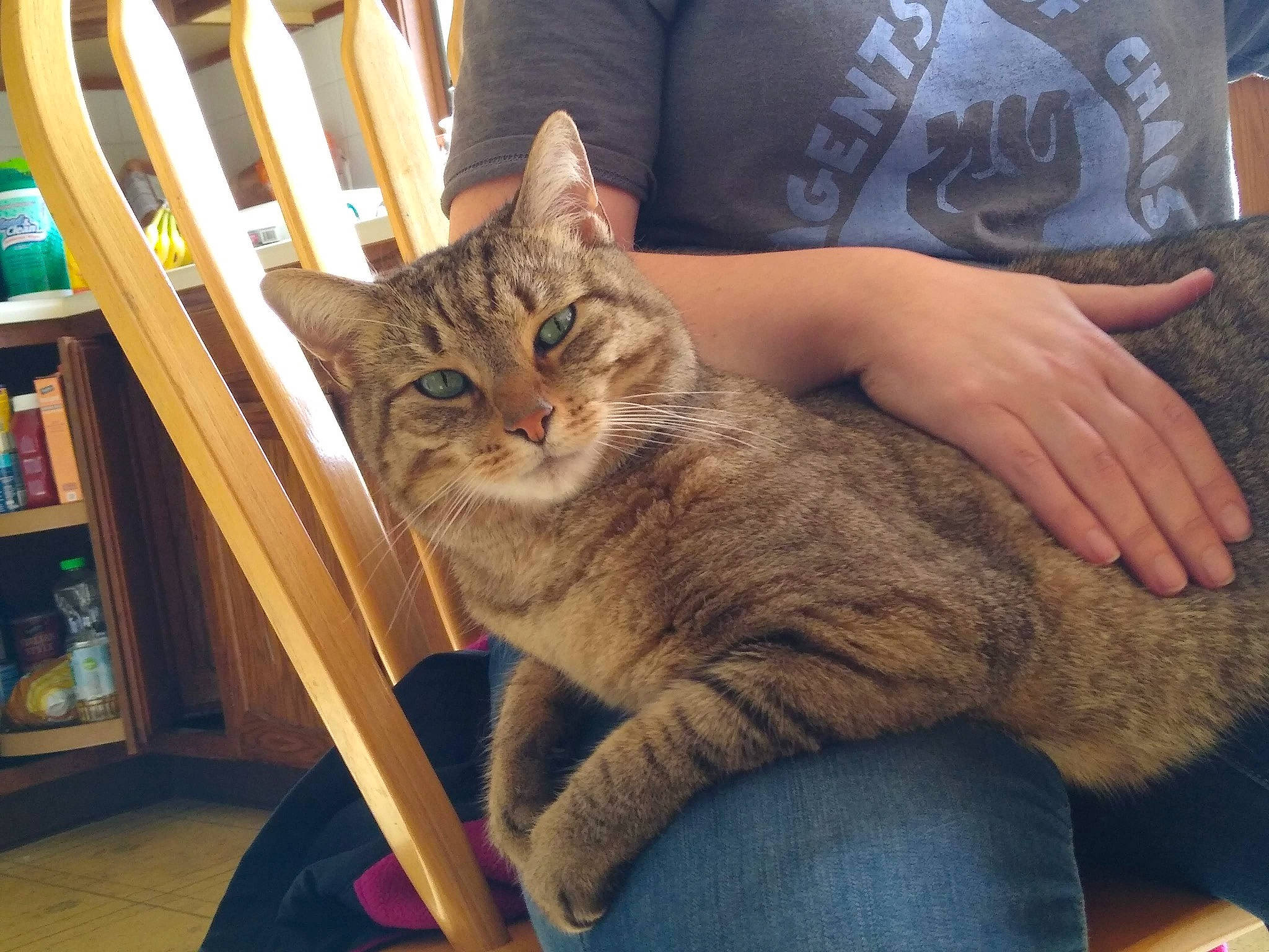 Mufasa is registered to the contest to win money with this photo: bookcase, carnivore, cat, comfort, ear, eye, fawn, felidae, fur, gesture, lap, mammal, publication, shelf, shelving, small_to_medium_sized_cats, tail, vertebrate, whiskers, wood