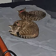 Ariel Et Athena a rejoint le concours — aidez-le/la à gagner de superbes lots ! animal, bed, cat, collar, cozy, cute, domestic_animal, feline, fur, indoor, mattress, pet, quiet, relaxing, resting, sleeping, striped, tabby_cat, two_animals, wooden_furniture