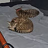 animal, bed, cat, collar, cozy, cute, domestic_animal, feline, fur, indoor, mattress, pet, quiet, relaxing, resting, sleeping, striped, tabby_cat, two_animals, wooden_furniture