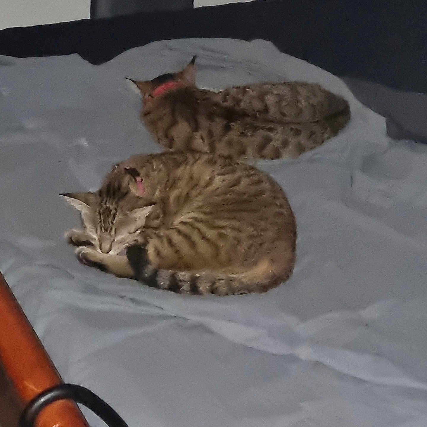 Ariel Et Athena