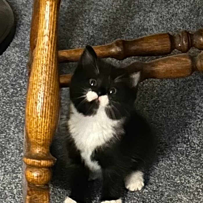 Diamond is registered to the contest to win money with this photo: adorable, animal, black_and_white, carpet, cat, curious, cute, domestic, feline, fur, indoor, kitten, paws, pet, playful, sitting, small, whiskers, wooden_chair, young